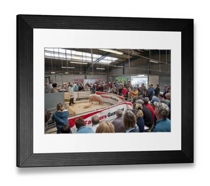 Framed Print : Domestic Pig, pedigree sow, being sold in auction ring, Chelford Agricultural Centre, Cheshire, England, april Framed Print : Domestic Pig, pedigree sow, being sold in auction ring, Chelford Agricultural Centre, Cheshire, England, april