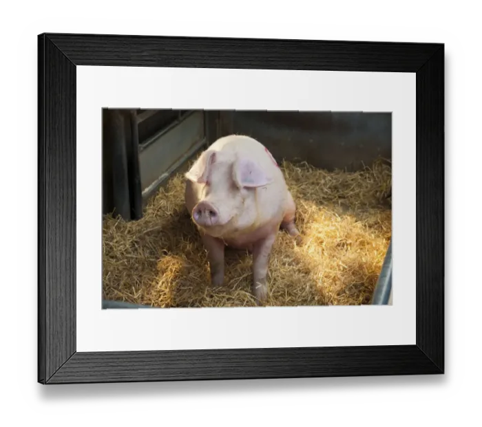 Framed Print : Domestic Pig, Welsh boar, Bramblebee Ted 91, sitting on straw bedding in pen at auction, Chelford Agricultural Centre, Cheshire, England, april Framed Print : Domestic Pig, Welsh boar, Bramblebee Ted 91, sitting on straw bedding in pen at auction, Chelford Agricultural Centre, Cheshire, England, april