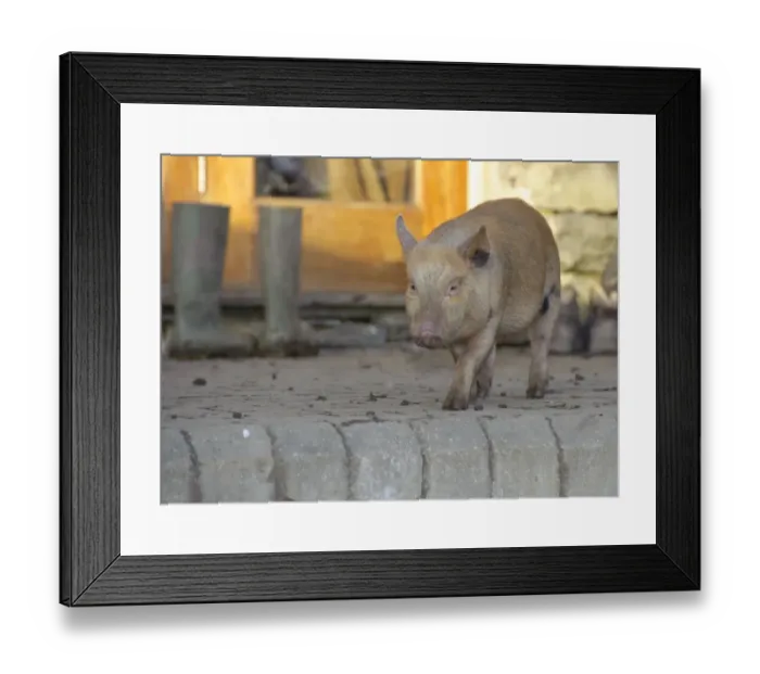 Framed Print : Domestic Pig, Micro Pig (Vietnamese Pot-bellied cross) piglet, walking beside farmhouse and wellington boots, Cumbria, England, november Framed Print : Domestic Pig, Micro Pig (Vietnamese Pot-bellied cross) piglet, walking beside farmhouse and wellington boots, Cumbria, England, november