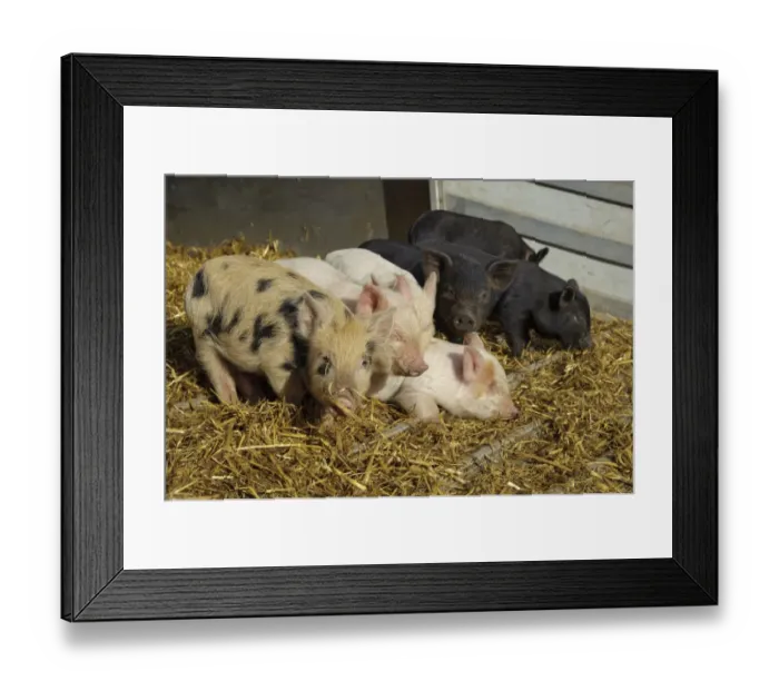 Framed Print : Domestic Pig, Micro Pig piglets, on straw bedding, Cumbria, England, november Framed Print : Domestic Pig, Micro Pig piglets, on straw bedding, Cumbria, England, november