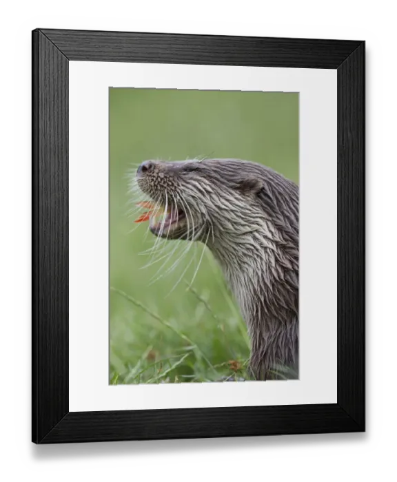 Framed Print : European Otter (Lutra lutra) adult male, feeding on fish, close-up of head, captive Framed Print : European Otter (Lutra lutra) adult male, feeding on fish, close-up of head, captive