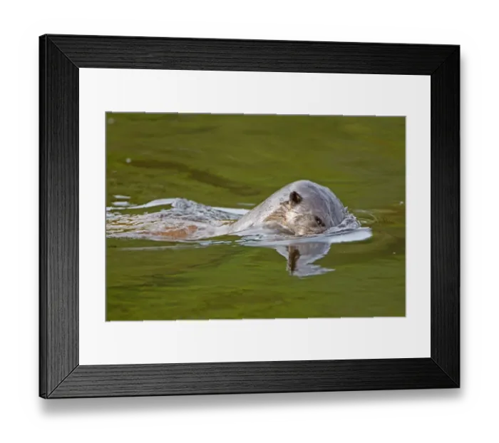 Framed Print : European Otter (Lutra lutra) adult, diving below surface of river, River Whiteadder, Berwickshire, Scottish Borders, Scotland, september