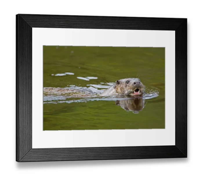 Framed Print : European Otter (Lutra lutra) adult, with mouth open, swimming at surface of river, River Whiteadder, Berwickshire, Scottish Borders, Scotland, september Framed Print : European Otter (Lutra lutra) adult, with mouth open, swimming at surface of river, River Whiteadder, Berwickshire, Scottish Borders, Scotland, september