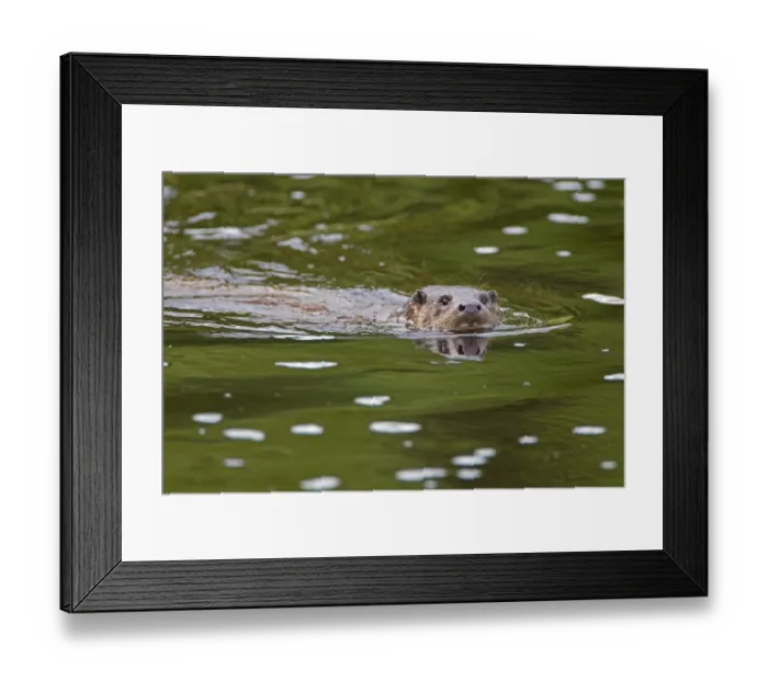 Framed Print : European Otter (Lutra lutra) adult, swimming at surface of river, River Whiteadder, Berwickshire, Scottish Borders, Scotland, september Framed Print : European Otter (Lutra lutra) adult, swimming at surface of river, River Whiteadder, Berwickshire, Scottish Borders, Scotland, september