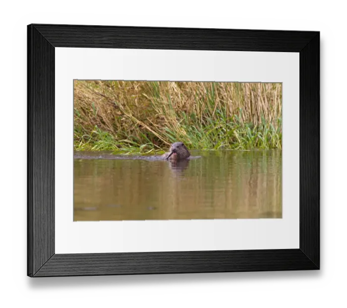 Framed Print : European Otter (Lutra lutra) adult, feeding on European Eel (Anguilla anguilla) in shallow water at edge of river, River Whiteadder, Berwickshire, Scottish Borders, Scotland, august Framed Print : European Otter (Lutra lutra) adult, feeding on European Eel (Anguilla anguilla) in shallow water at edge of river, River Whiteadder, Berwickshire, Scottish Borders, Scotland, august