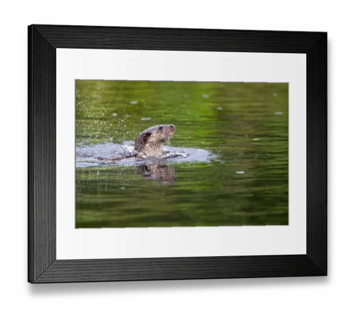 Framed Print : European Otter (Lutra lutra) adult, emerging at surface of river, River Whiteadder, Berwickshire, Scottish Borders, Scotland, august Framed Print : European Otter (Lutra lutra) adult, emerging at surface of river, River Whiteadder, Berwickshire, Scottish Borders, Scotland, august