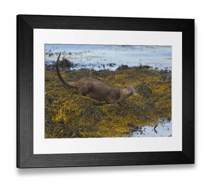 Framed Print : European Otter (Lutra lutra) adult, standing on seaweed in coastal strait, Islay Sound, Islay, Inner Hebrides, Scotland, september Framed Print : European Otter (Lutra lutra) adult, standing on seaweed in coastal strait, Islay Sound, Islay, Inner Hebrides, Scotland, september