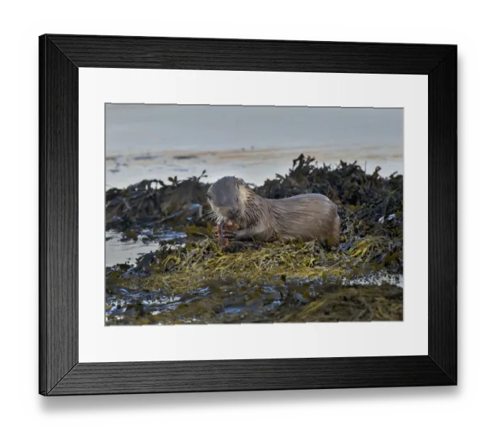 Framed Print : European Otter (Lutra lutra) adult, feeding on Father Lasher (Myoxocephalus scorpius), on seaweed in coastal strait, Islay Sound, Islay, Inner Hebrides, Scotland, september Framed Print : European Otter (Lutra lutra) adult, feeding on Father Lasher (Myoxocephalus scorpius), on seaweed in coastal strait, Islay Sound, Islay, Inner Hebrides, Scotland, september