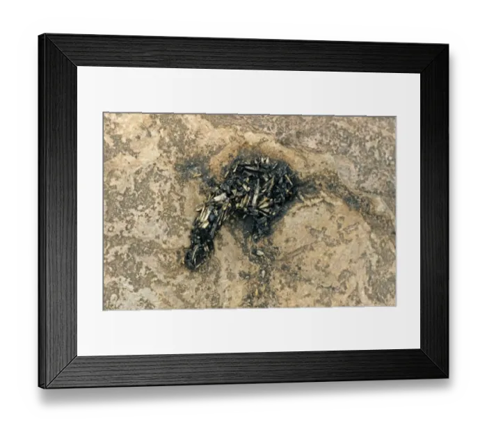 Framed Print : European Otter (Lutra lutra) spraint on rocks, Borders, Scotland Framed Print : European Otter (Lutra lutra) spraint on rocks, Borders, Scotland