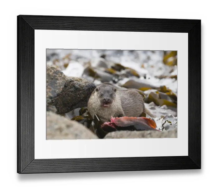 Framed Print : European Otter (Lutra lutra) adult female, feeding on Lumpsucker (Cyclopterus lumpus) prey, Shetland Islands, Scotland, april Framed Print : European Otter (Lutra lutra) adult female, feeding on Lumpsucker (Cyclopterus lumpus) prey, Shetland Islands, Scotland, april