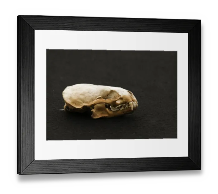 Framed Print : European Otter (Lutra lutra) skull, Shetland Islands, Scotland Framed Print : European Otter (Lutra lutra) skull, Shetland Islands, Scotland