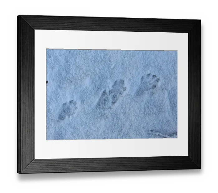 Framed Print : European Otter (Lutra lutra) footprints in snow, Strumpshaw Fen RSPB Reserve, River Yare, The Broads, Norfolk, England, november