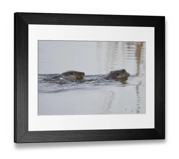 Framed Print : European Otter (Lutra lutra) two adults, swimming, Strumpshaw Fen RSPB Reserve, River Yare, The Broads, Norfolk, England, march Framed Print : European Otter (Lutra lutra) two adults, swimming, Strumpshaw Fen RSPB Reserve, River Yare, The Broads, Norfolk, England, march