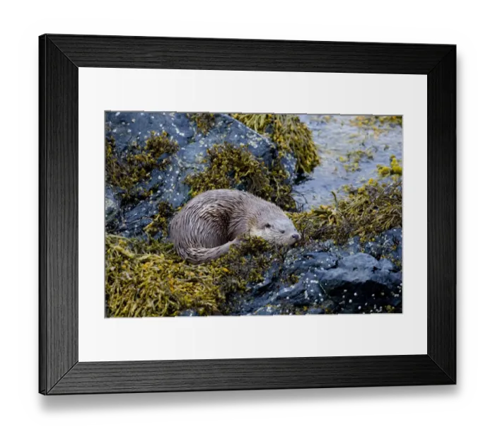 Framed Print : European Otter (Lutra lutra) adult female, resting on seaweed covered rocks, Shetland Islands, Scotland, june