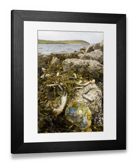 Framed Print : European Otter (Lutra lutra) prey, remains of eaten crab on coastal rocks, Shetland Islands, Scotland, june Framed Print : European Otter (Lutra lutra) prey, remains of eaten crab on coastal rocks, Shetland Islands, Scotland, june