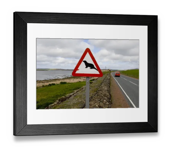 Framed Print : European Otter (Lutra lutra) crossing road sign, Shetland Islands, Scotland, may Framed Print : European Otter (Lutra lutra) crossing road sign, Shetland Islands, Scotland, may
