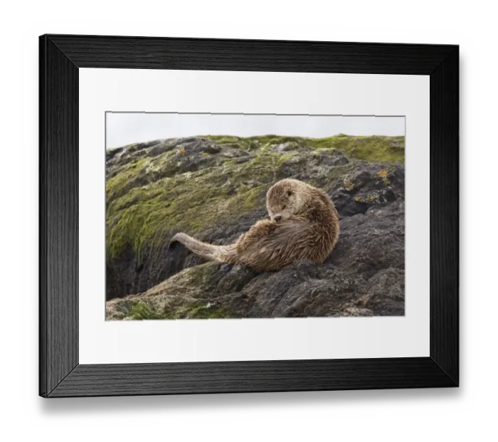 Framed Print : European Otter (Lutra lutra) cub, grooming, resting on coastal rocks, Shetland Islands, Scotland, june Framed Print : European Otter (Lutra lutra) cub, grooming, resting on coastal rocks, Shetland Islands, Scotland, june