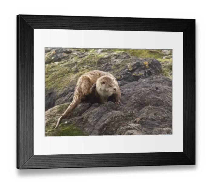 Framed Print : European Otter (Lutra lutra) cub, scratching, standing on coastal rocks, Shetland Islands, Scotland, june Framed Print : European Otter (Lutra lutra) cub, scratching, standing on coastal rocks, Shetland Islands, Scotland, june