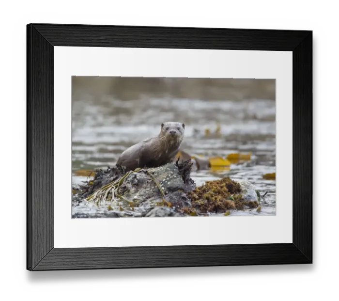 Framed Print : European Otter (Lutra lutra) juvenile, standing on seaweed covered rock, Shetland Islands, Scotland, june Framed Print : European Otter (Lutra lutra) juvenile, standing on seaweed covered rock, Shetland Islands, Scotland, june