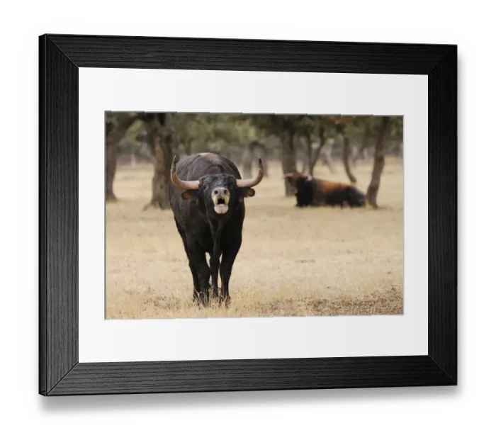 Framed Print : Domestic Cattle, Spanish Fighting Bull, two bulls, calling, standing and resting in dehesa habitat, Salamanca, Castile and Leon, Spain, september Framed Print : Domestic Cattle, Spanish Fighting Bull, two bulls, calling, standing and resting in dehesa habitat, Salamanca, Castile and Leon, Spain, september
