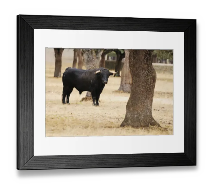 Framed Print : Domestic Cattle, Spanish Fighting Bull, bull, standing in dehesa habitat, Salamanca, Castile and Leon, Spain, september Framed Print : Domestic Cattle, Spanish Fighting Bull, bull, standing in dehesa habitat, Salamanca, Castile and Leon, Spain, september