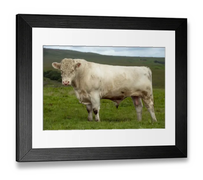 Framed Print : Domestic Cattle, Whitebred Shorthorn bull, standing in upland pasture, England, july Framed Print : Domestic Cattle, Whitebred Shorthorn bull, standing in upland pasture, England, july