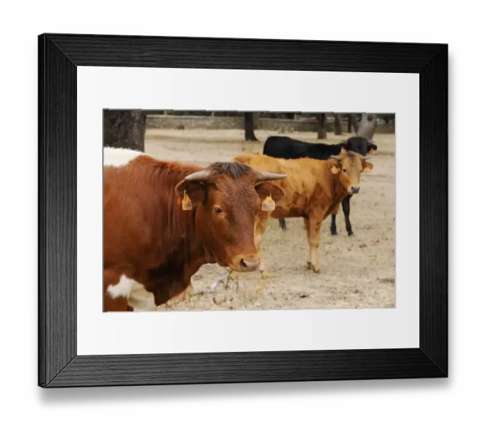 Framed Print : Domestic Cattle, Spanish Fighting Bull, cow and calves, standing in dehesa, Salamanca, Castile and Leon, Spain, september Framed Print : Domestic Cattle, Spanish Fighting Bull, cow and calves, standing in dehesa, Salamanca, Castile and Leon, Spain, september