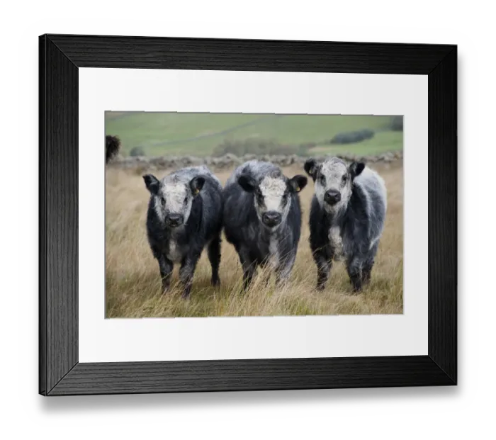 Framed Print : Domestic Cattle, Galloway x Whitebred Shorthorn blue-grey calves, standing in upland pasture, England, october Framed Print : Domestic Cattle, Galloway x Whitebred Shorthorn blue-grey calves, standing in upland pasture, England, october