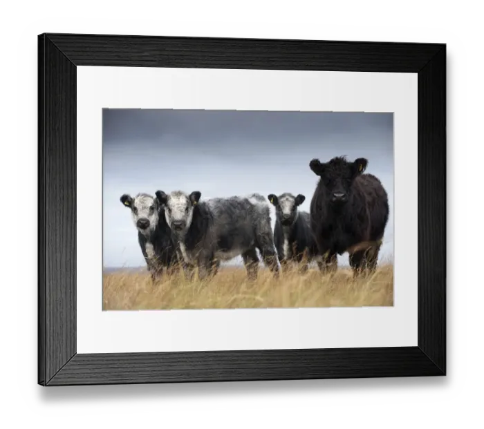 Framed Print : Domestic Cattle, Galloway cow with Galloway x Whitebred Shorthorn blue-grey calves, standing in upland pasture, England, october Framed Print : Domestic Cattle, Galloway cow with Galloway x Whitebred Shorthorn blue-grey calves, standing in upland pasture, England, october