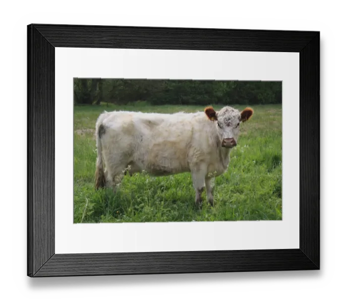 Framed Print : Domestic Cattle, Galloway cow, standing in watermeadow pasture, River Rattlesden, Stowmarket, Suffolk, England, april Framed Print : Domestic Cattle, Galloway cow, standing in watermeadow pasture, River Rattlesden, Stowmarket, Suffolk, England, april