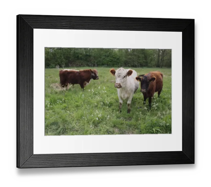 Framed Print : Domestic Cattle, Galloway bull, cow and heifer, standing in watermeadow pasture, River Rattlesden, Stowmarket, Suffolk, England, april Framed Print : Domestic Cattle, Galloway bull, cow and heifer, standing in watermeadow pasture, River Rattlesden, Stowmarket, Suffolk, England, april