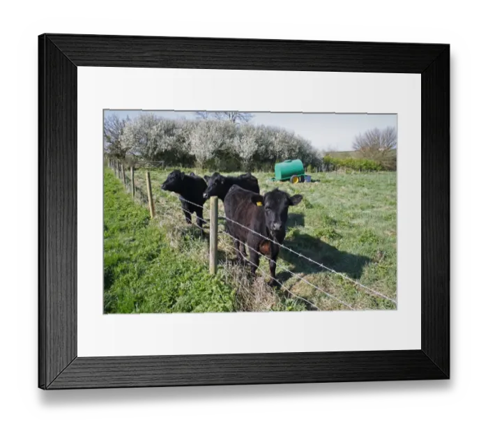 Framed Print : Domestic Cattle, Aberdeen Angus calves, standing beside barbed wire fence, in pasture with water bowser, Church Meadow Local Nature Reserve, Combs Ford, Gipping Valley, Suffolk, England, april Framed Print : Domestic Cattle, Aberdeen Angus calves, standing beside barbed wire fence, in pasture with water bowser, Church Meadow Local Nature Reserve, Combs Ford, Gipping Valley, Suffolk, England, april