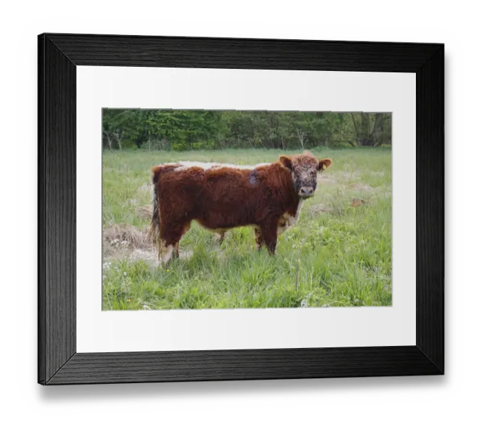 Framed Print : Domestic Cattle, Galloway bull, standing in watermeadow pasture, guarding calf resting in long grass, River Rattlesden, Stowmarket, Suffolk, England, april Framed Print : Domestic Cattle, Galloway bull, standing in watermeadow pasture, guarding calf resting in long grass, River Rattlesden, Stowmarket, Suffolk, England, april