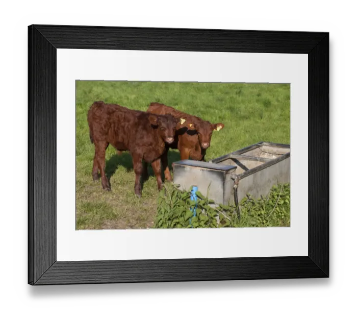Framed Print : Domestic Cattle, Aberdeen Angus calves, standing at water trough in pasture, England, may Framed Print : Domestic Cattle, Aberdeen Angus calves, standing at water trough in pasture, England, may
