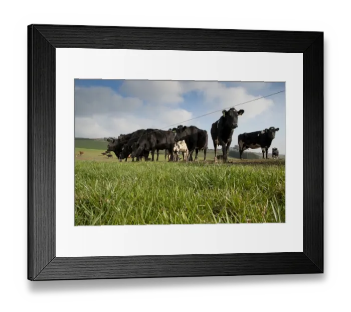 Framed Print : Domestic Cattle, Jersey cross Black and White dairy cows, herd strip grazing in pasture, farmed on New Zealand system, Dumfries, Scotland, march Framed Print : Domestic Cattle, Jersey cross Black and White dairy cows, herd strip grazing in pasture, farmed on New Zealand system, Dumfries, Scotland, march