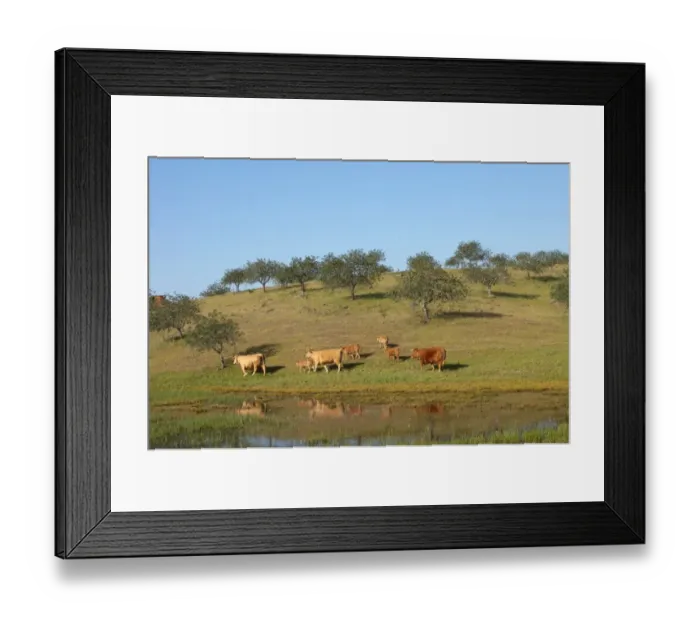 Framed Print : Domestic Cattle, cows with calves, walking on pasture with Carob (Ceratonia siliqua) trees beside marsh, Castro Marim Marshes, Algarve, Portugal, april Framed Print : Domestic Cattle, cows with calves, walking on pasture with Carob (Ceratonia siliqua) trees beside marsh, Castro Marim Marshes, Algarve, Portugal, april