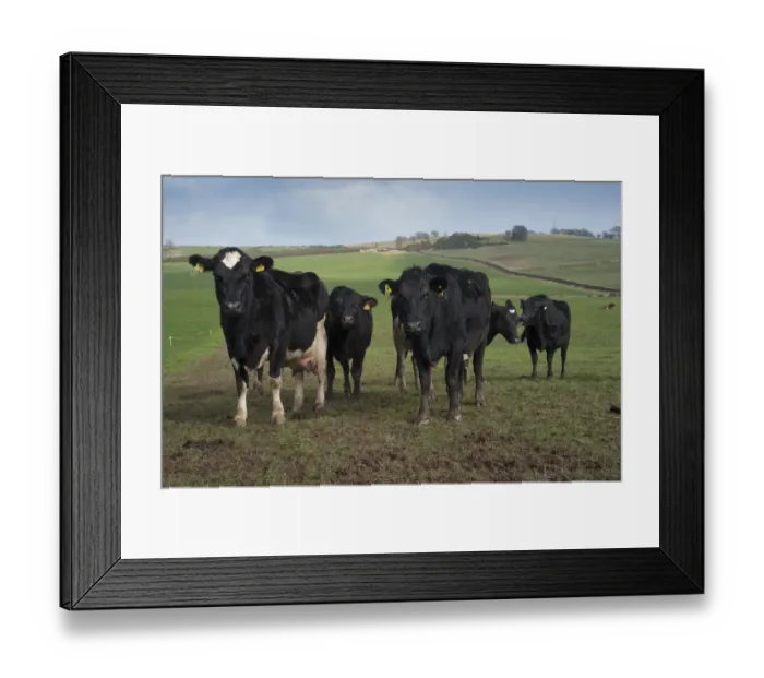 Framed Print : Domestic Cattle, Jersey cross Black and White dairy cows, herd strip grazing in pasture, farmed on New Zealand system, Dumfries, Scotland, march Framed Print : Domestic Cattle, Jersey cross Black and White dairy cows, herd strip grazing in pasture, farmed on New Zealand system, Dumfries, Scotland, march