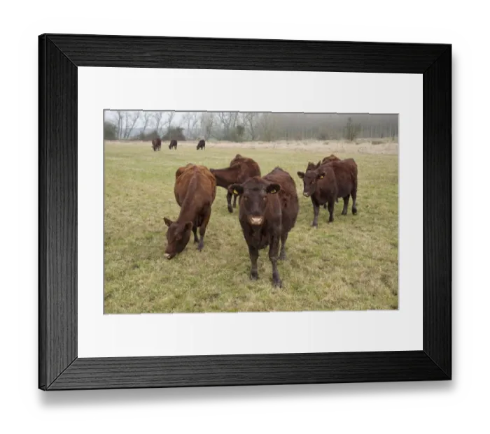 Framed Print : Domestic Cattle, Red Poll heifers, grazing in pasture, near Chester, Cheshire, England, march