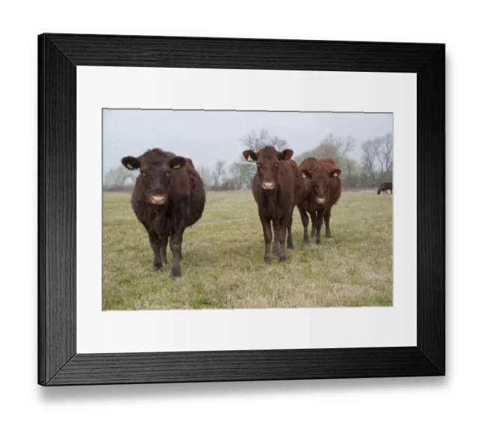 Framed Print : Domestic Cattle, Red Poll heifers, grazing in pasture, near Chester, Cheshire, England, march