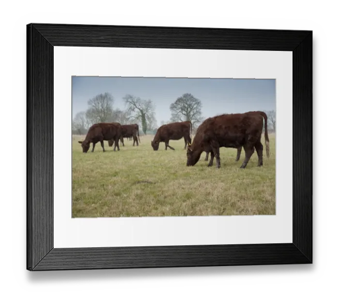 Framed Print : Domestic Cattle, Red Poll heifers, grazing in pasture, near Chester, Cheshire, England, march Framed Print : Domestic Cattle, Red Poll heifers, grazing in pasture, near Chester, Cheshire, England, march