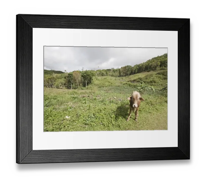 Framed Print : Domestic Cattle, cow standing in slash and burn forest clearance, Alcoy Forest, Cebu Island, Philippines Framed Print : Domestic Cattle, cow standing in slash and burn forest clearance, Alcoy Forest, Cebu Island, Philippines