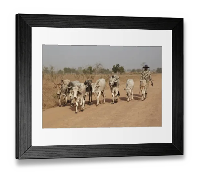 Framed Print : Domestic Cattle, herd with driver, being herded along road to local market, near Toubacouta, Senegal, january Framed Print : Domestic Cattle, herd with driver, being herded along road to local market, near Toubacouta, Senegal, january