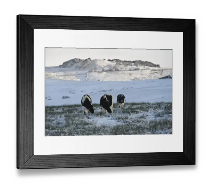 Framed Print : Domestic Cattle, black and white dairy heifers, grazing in snow covered upland pasture, Whitewell, Lancashire, England, november Framed Print : Domestic Cattle, black and white dairy heifers, grazing in snow covered upland pasture, Whitewell, Lancashire, England, november