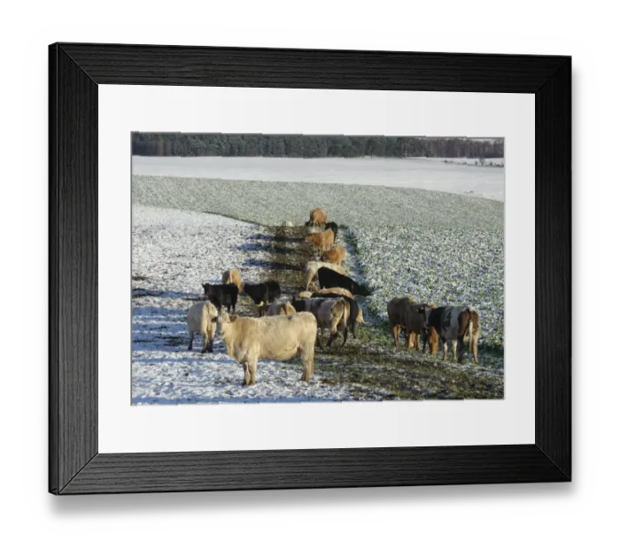Framed Print : Domestic Cattle, beef herd, grazing fodder roots in snow covered field, near Penrith, Cumbria, England, december Framed Print : Domestic Cattle, beef herd, grazing fodder roots in snow covered field, near Penrith, Cumbria, England, december