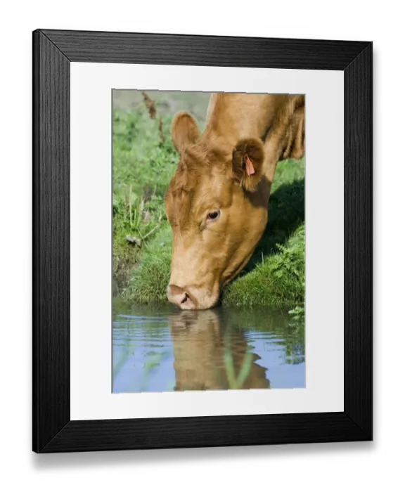 Framed Print : Domestic Cattle, cow, close-up of head, drinking from drainage ditch on grazing marsh, Cley, North Norfolk, England, september Framed Print : Domestic Cattle, cow, close-up of head, drinking from drainage ditch on grazing marsh, Cley, North Norfolk, England, september