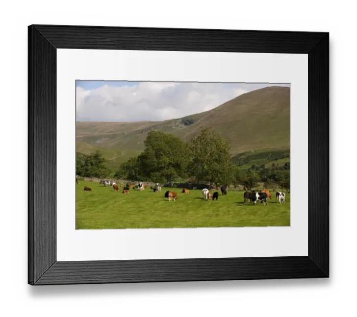 Framed Print : Domestic Cattle, cows and calves, beef suckler herd, grazing in upland pasture, England, september
