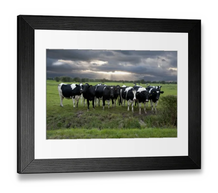 Framed Print : Domestic Cattle, Holstein heifers, herd standing in pasture, with clouds and sunbeams, Mark, Somerset, England, october Framed Print : Domestic Cattle, Holstein heifers, herd standing in pasture, with clouds and sunbeams, Mark, Somerset, England, october
