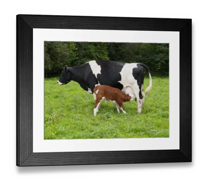 Framed Print : Domestic Cattle, Holstein Friesian cow with Hereford cross calf suckling, standing in pasture, Devon, England Framed Print : Domestic Cattle, Holstein Friesian cow with Hereford cross calf suckling, standing in pasture, Devon, England