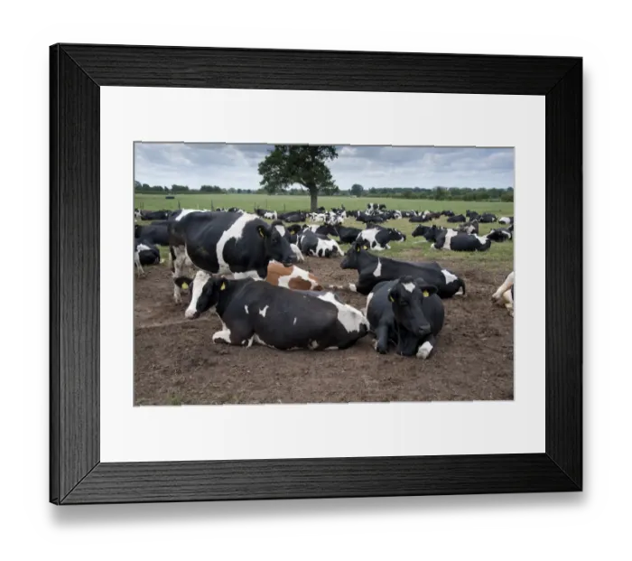 Framed Print : Domestic Cattle, Holstein dairy cows, herd resting on muddy loafing area, Nantwich, Cheshire, England, august Framed Print : Domestic Cattle, Holstein dairy cows, herd resting on muddy loafing area, Nantwich, Cheshire, England, august