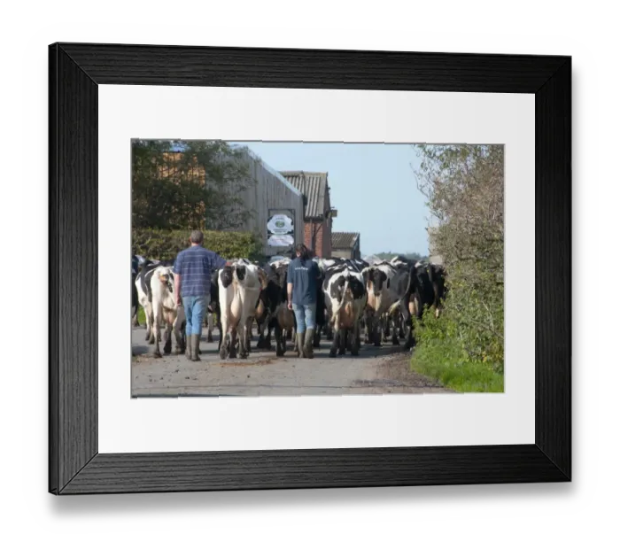 Framed Print : Domestic Cattle, Holstein dairy cows, farmers bringing herd in for milking, Hutton, Preston, Lancashire, England, september